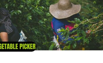 Vegetable Picker Jobs in Canada
